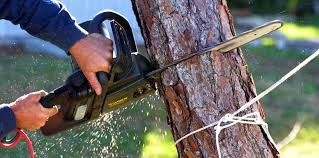 Professional Tree Care in Daisetta, TX