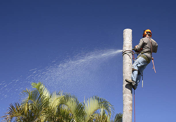 Mulching Services in Daisetta, TX